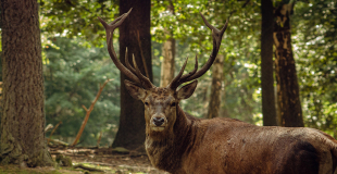 Cerf élaphe, grand ruminant des forêts